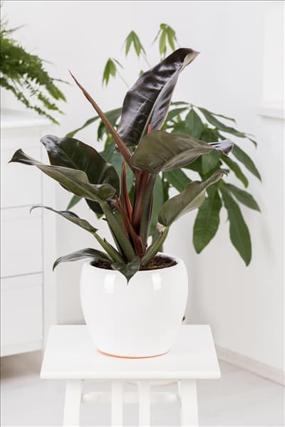 Philodendron erubescens 'Red Emerald'