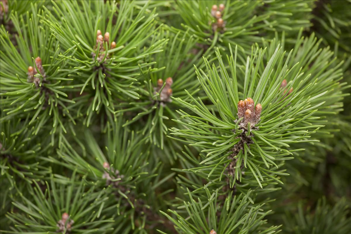 Pinus mugo 'Mops'