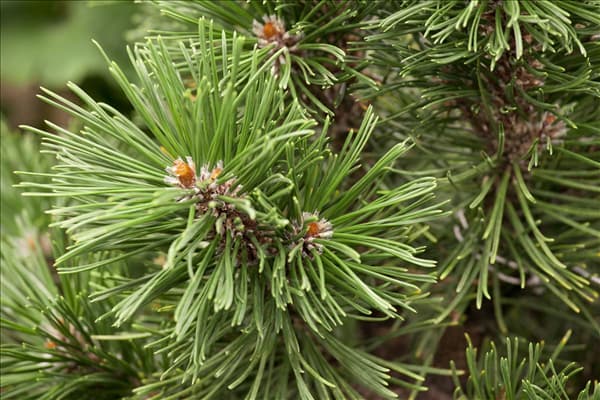 Pinus mugo 'Mops'