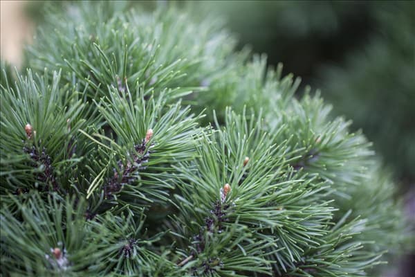 Pinus mugo 'Mops'