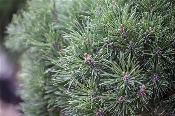 Pinus mugo 'Mops'