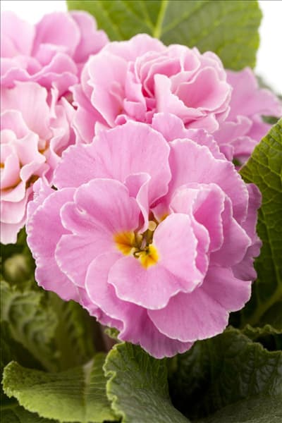 Primula vulgaris