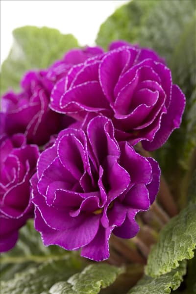 Primula vulgaris