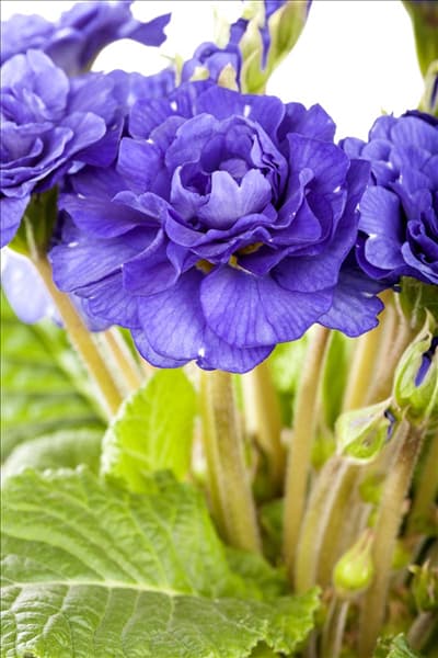 Primula vulgaris gefüllt