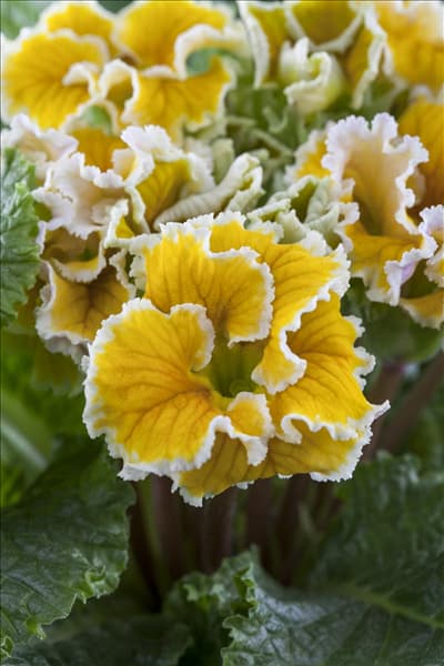 Primula vulgaris gefüllt