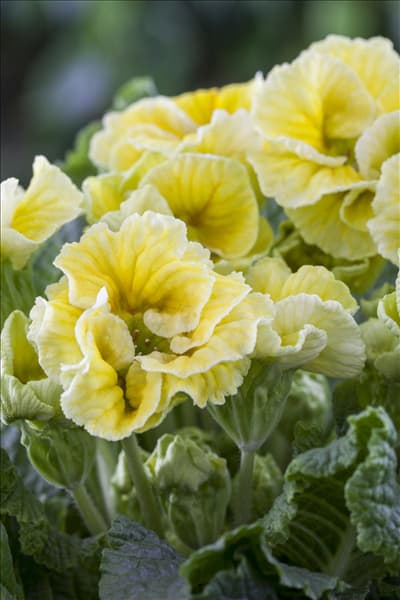 Primula vulgaris gefüllt