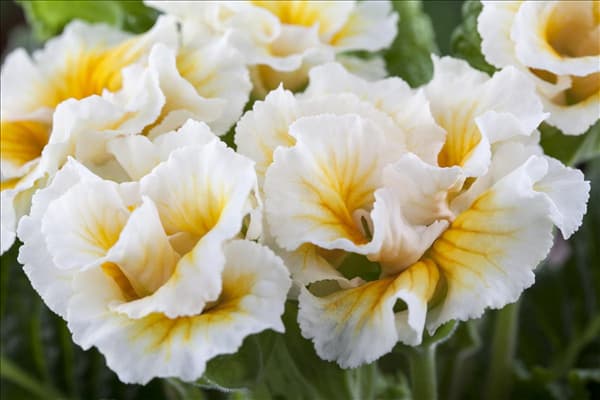 Primula vulgaris gefüllt