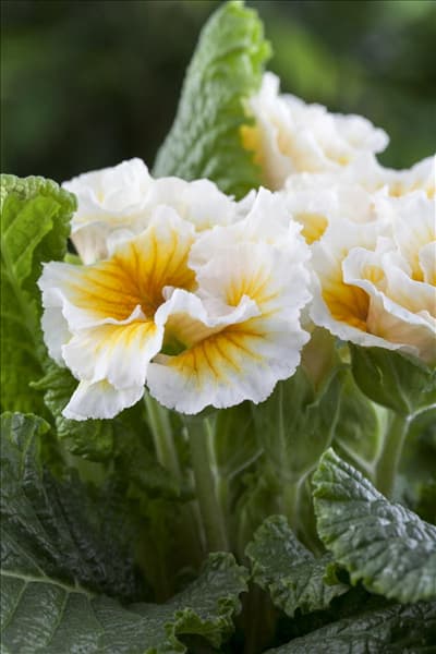 Primula vulgaris gefüllt