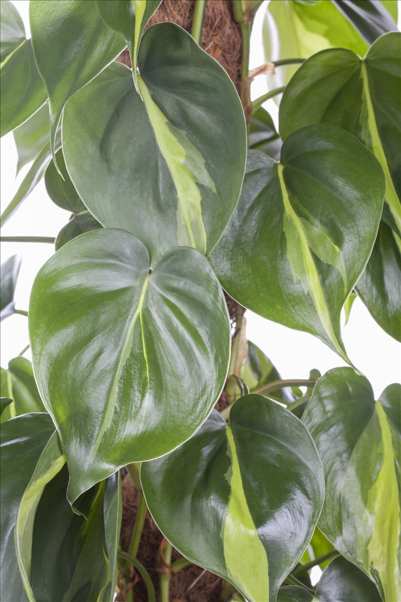 Philodendron scandens