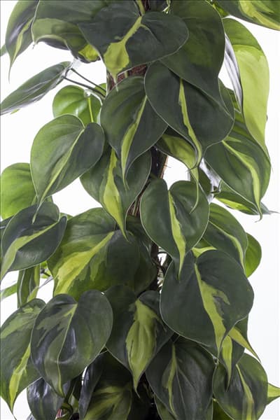 Philodendron scandens