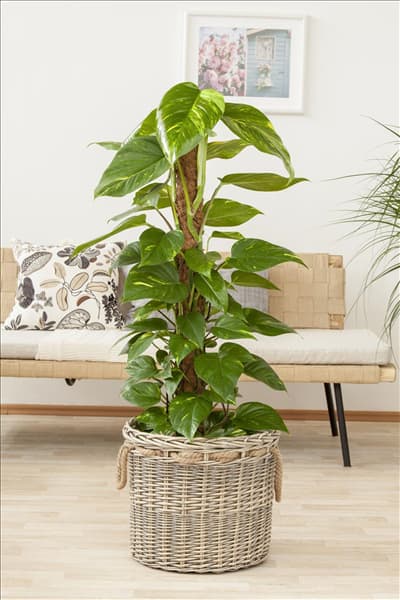 Philodendron scandens