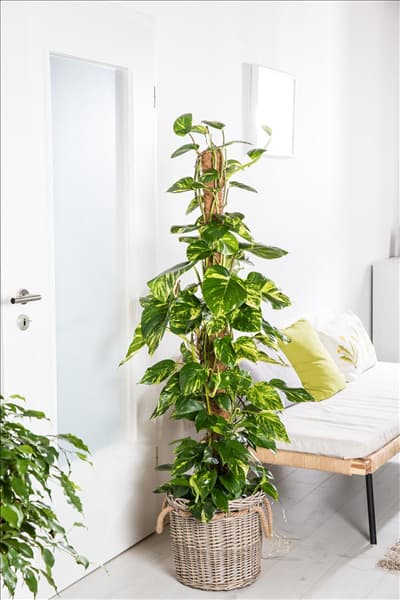Philodendron scandens