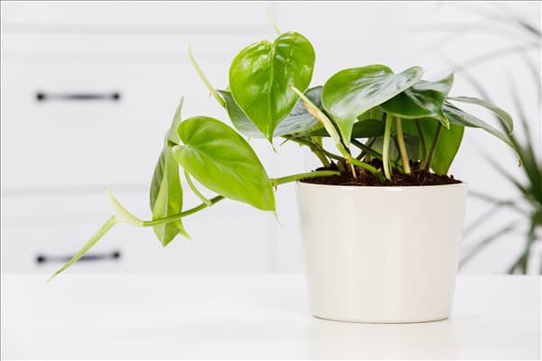 Philodendron scandens