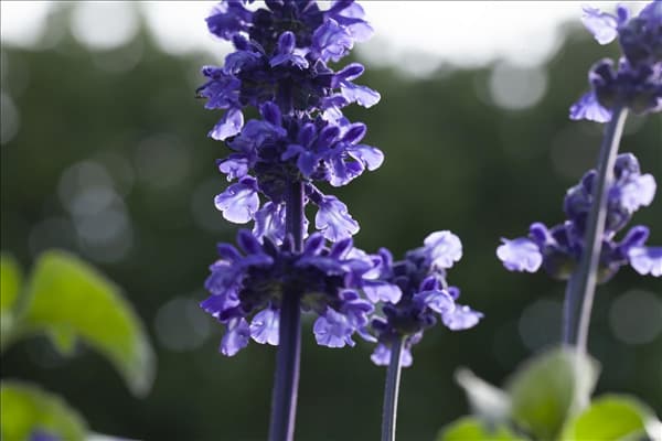 Salvia farinacea 'Mystic Spires'