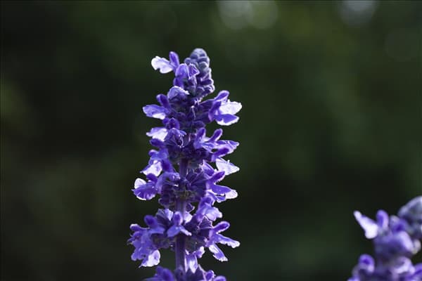 Salvia farinacea 'Mystic Spires'