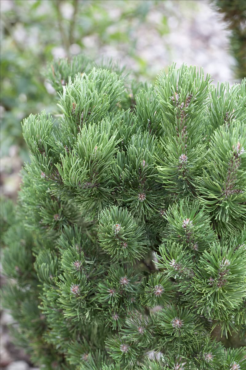 Pinus mugo 'Picobello'