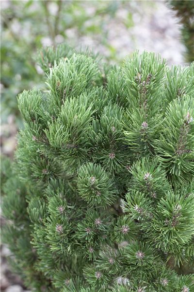 Pinus mugo 'Picobello'