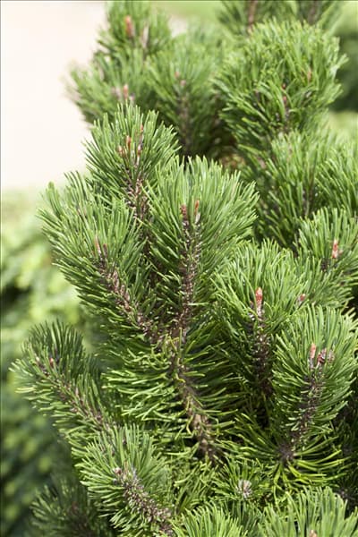 Pinus mugo 'Picobello'