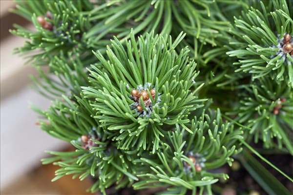 Pinus mugo 'Picobello'