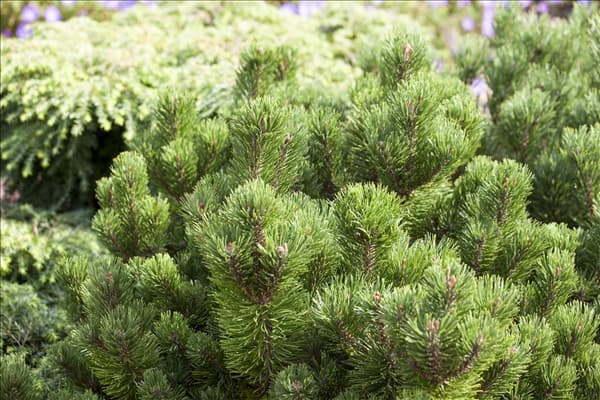 Pinus mugo 'Picobello'