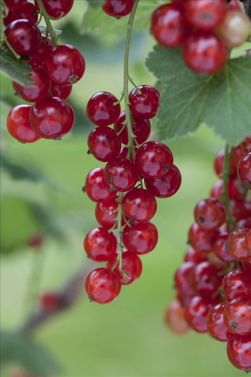 Ribes rubrum