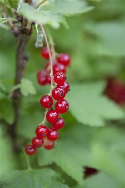 Ribes rubrum