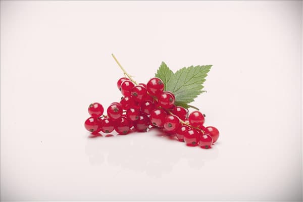 Ribes rubrum