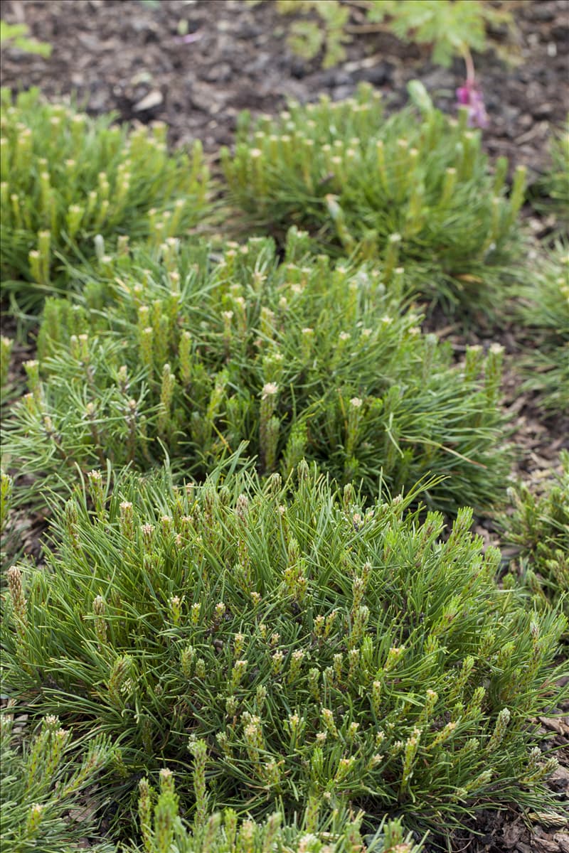 Pinus mugo subsp. mughus