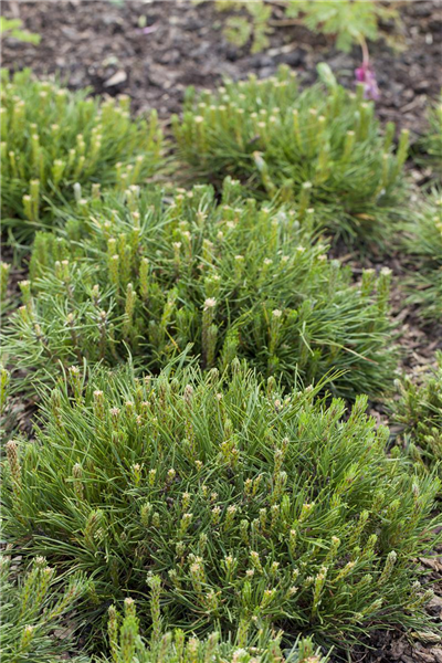 Pinus mugo subsp. mughus