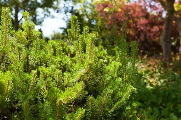 Pinus mugo subsp. mughus