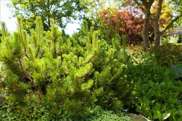 Pinus mugo subsp. mughus