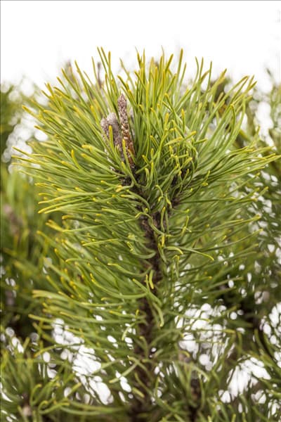 Pinus mugo subsp. mughus