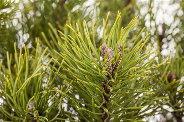 Pinus mugo subsp. mughus