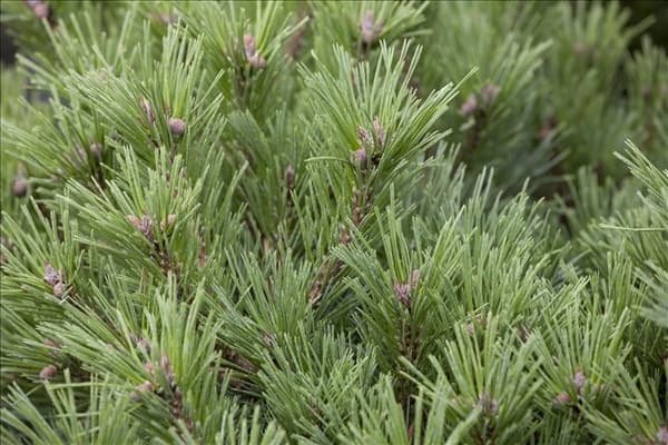 Pinus mugo subsp. mughus