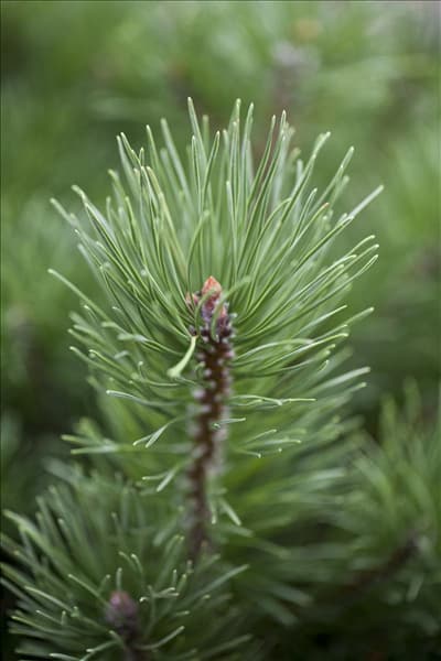 Pinus mugo subsp. mughus