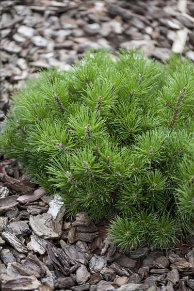 Pinus mugo subsp. mughus