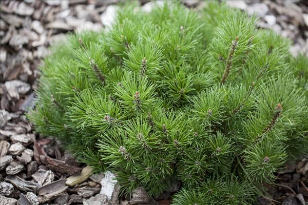 Pinus mugo subsp. mughus