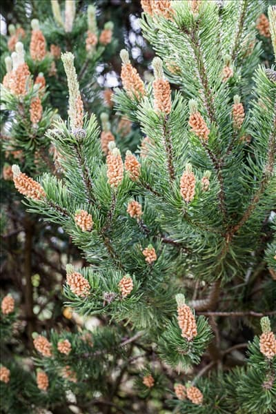 Pinus mugo var. mughus