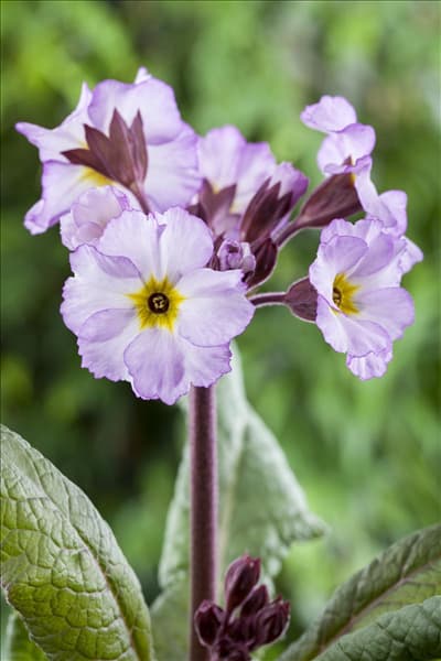 Primula x pruhoniciana