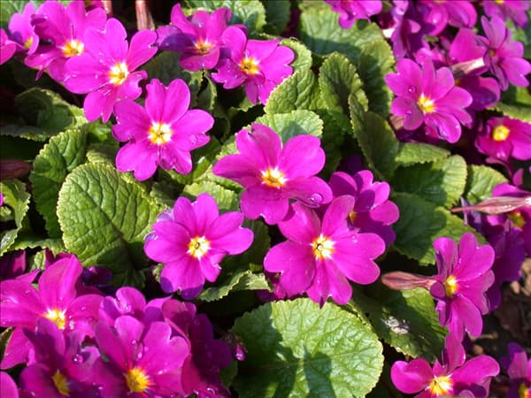 Primula x pruhoniciana