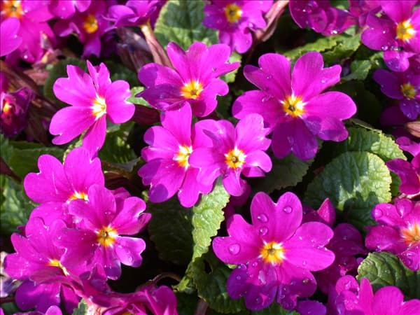 Primula x pruhoniciana