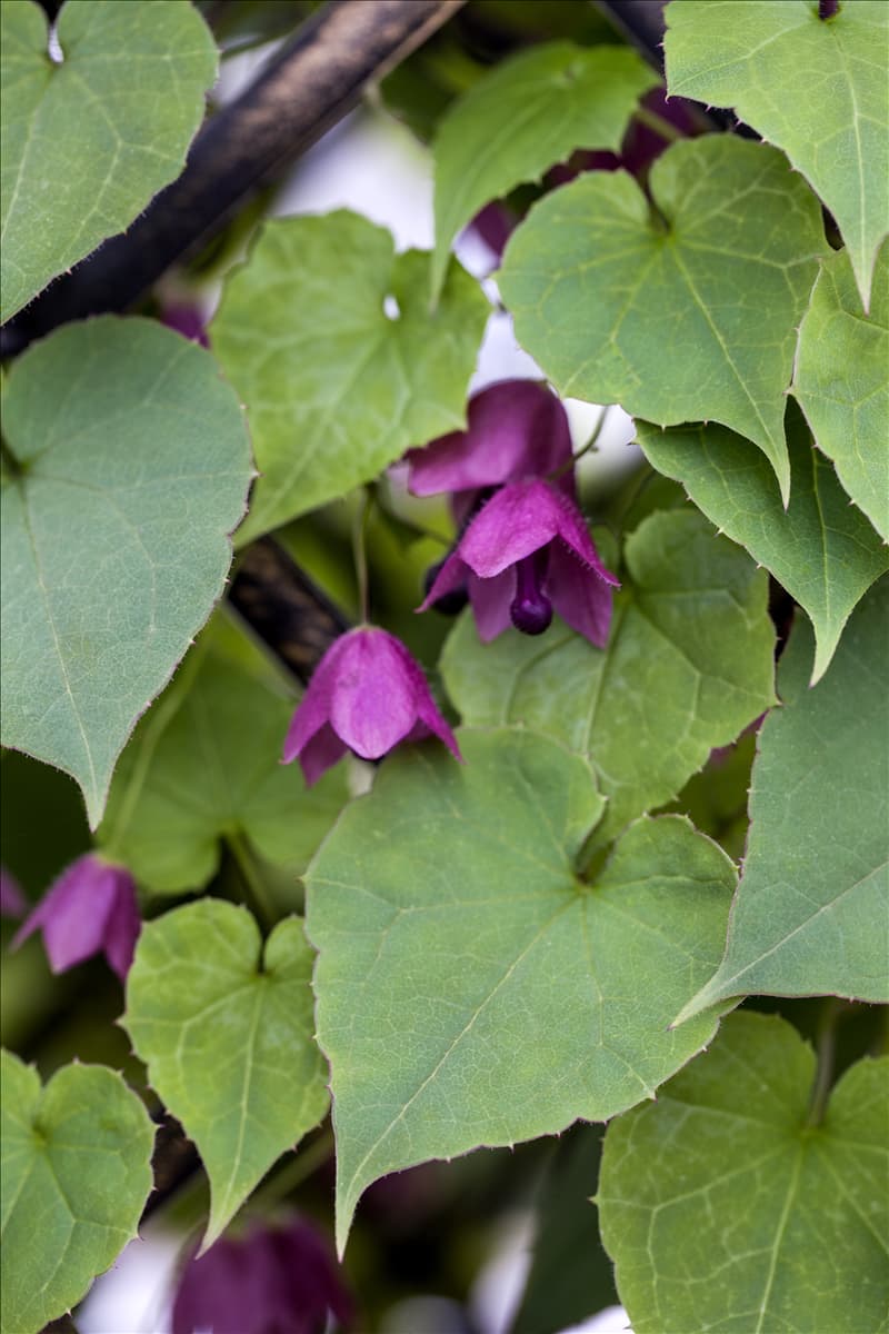 Rhodochiton atrosanguineum 'Bell Vine'