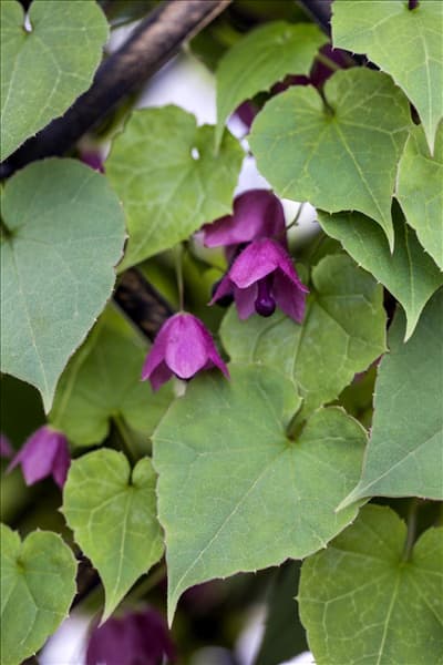 Rhodochiton atrosanguineum 'Bell Vine'