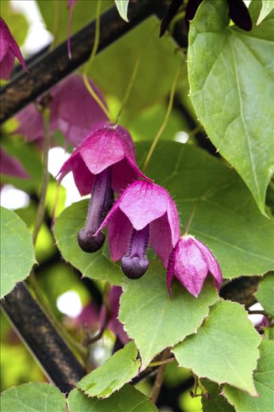 Rhodochiton atrosanguineum 'Bell Vine'