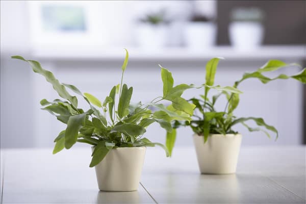 Pteris
