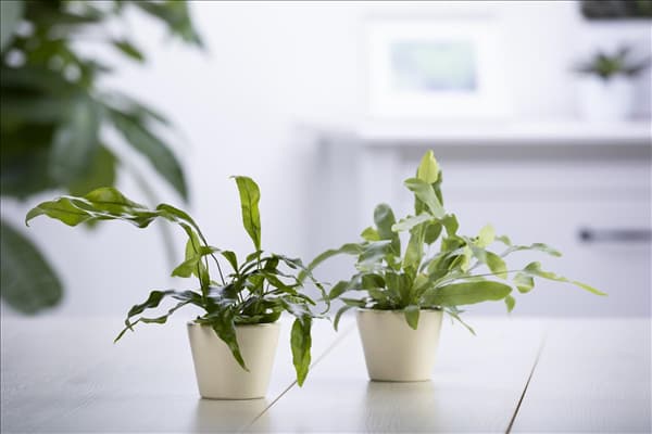 Phlebodium aureum