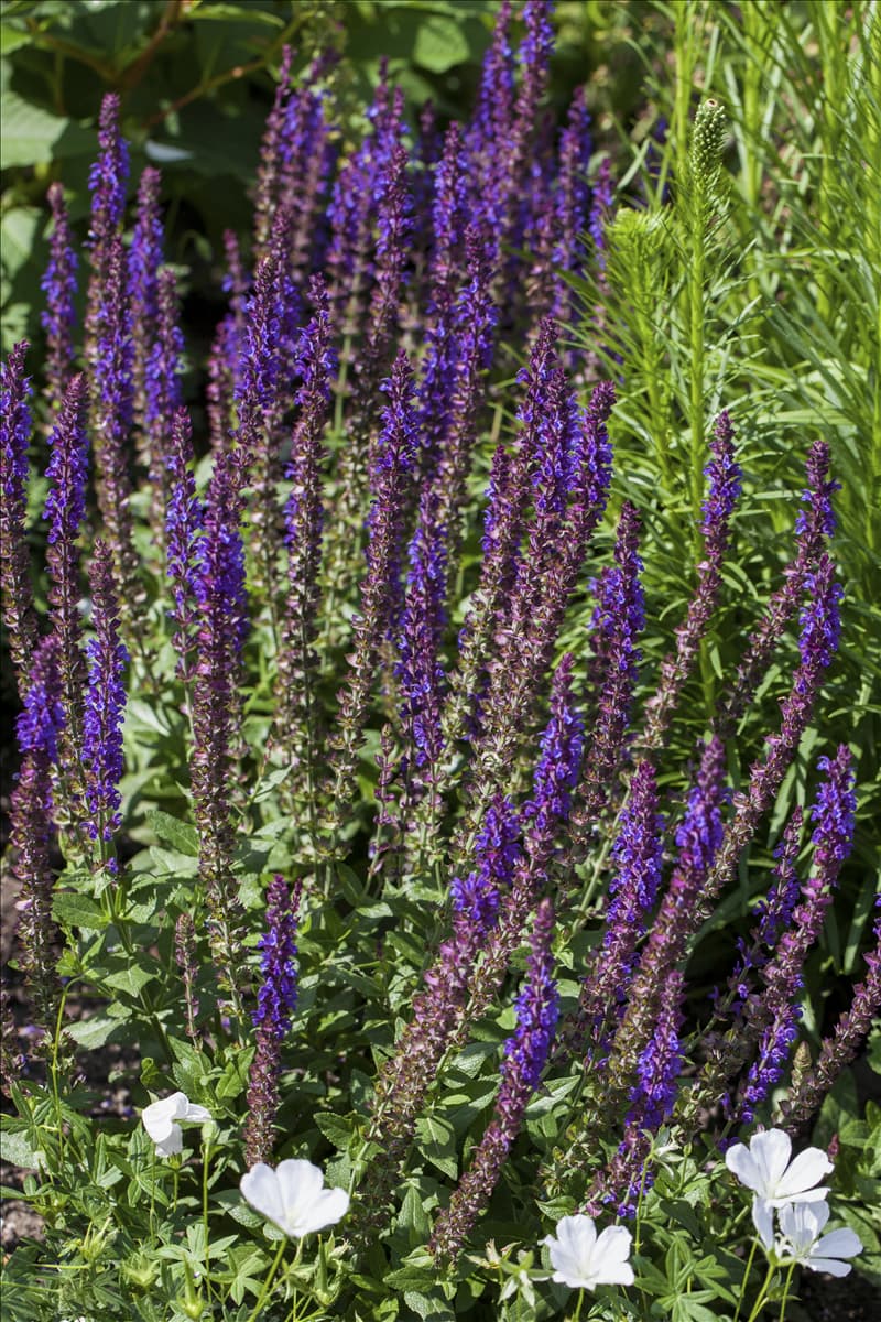 Salvia nemorosa