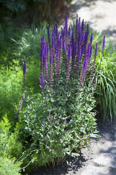 Salvia nemorosa