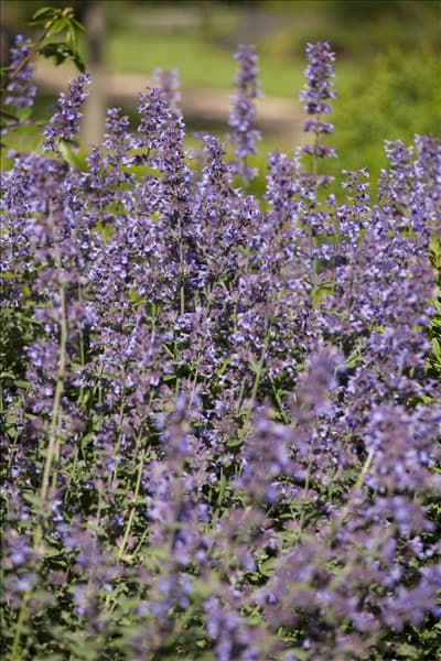 Salvia nemorosa