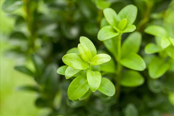 Buxus sempervirens